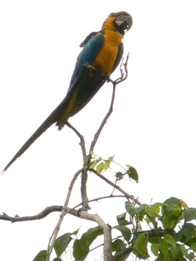 Yellow bellied Macaw